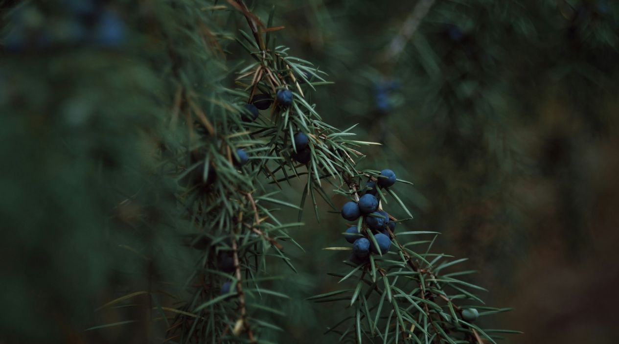 ジュニパーベリー